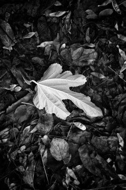 Park zemininde, mevsimlerde ve çevrede sonbahar yaprakları