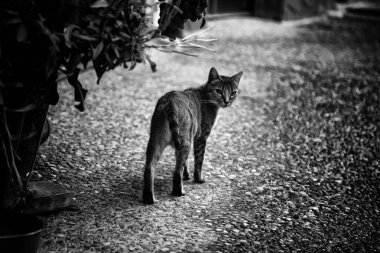 Sokakta terk edilmiş kediler, hayvan istismarı, yalnızlık.