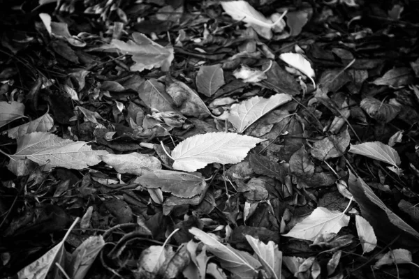 Autumn Leaves Park Floor Seasons Environment — Stock Photo, Image