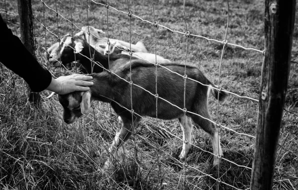 Sheeps Rural Farm Barnyard Animals Nature — Stock Photo, Image