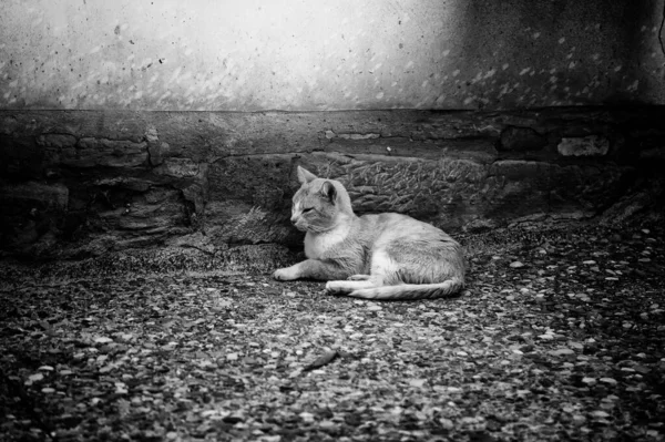 通りの猫 放棄された動物の詳細を食べる — ストック写真