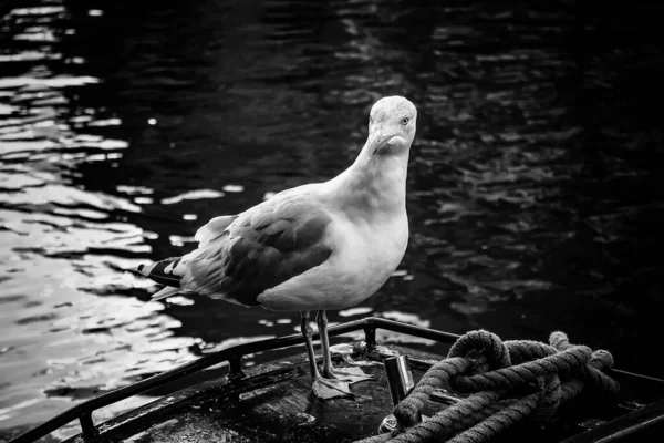 Gaivotas Barcos Canal Amsterdã Pássaros Selvagens — Fotografia de Stock