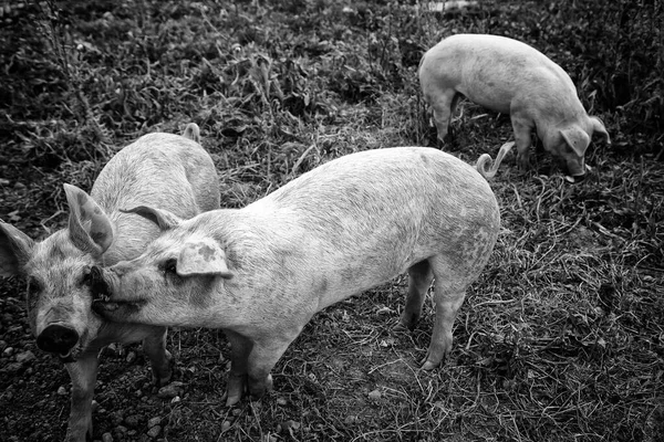 农场养猪 封闭动物 肉类工业 — 图库照片