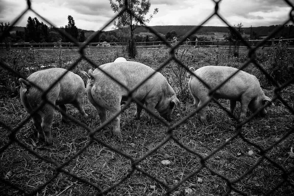 農場の豚 囲まれた動物 食肉産業 — ストック写真