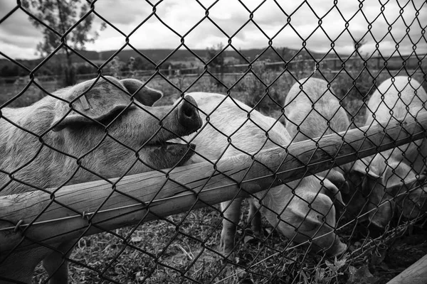 Suínos Exploração Animais Confinados Indústria Carne — Fotografia de Stock