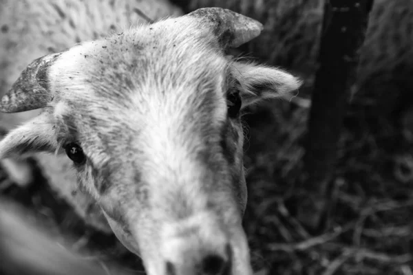 農村農場 納屋の動物や自然の羊 — ストック写真