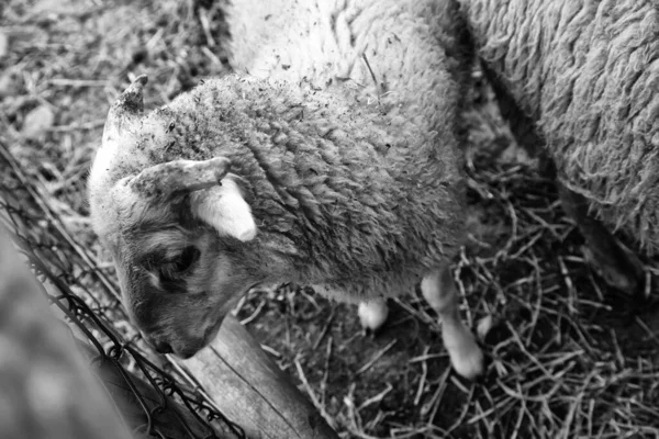 Moutons Ferme Rurale Animaux Basse Cour Nature — Photo