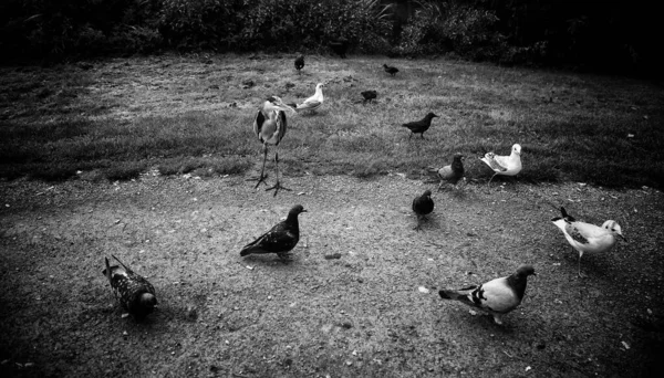 Περιστέρι Τρώει Ψωμί Στο Δρόμο Ζώα Και Πουλιά — Φωτογραφία Αρχείου