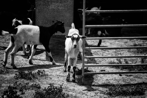 Ziegen Auf Dem Bauernhof Tiere Und Natur Industrie — Stockfoto