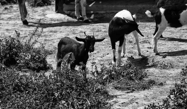 農村部の農場でヤギ 動物や自然 — ストック写真