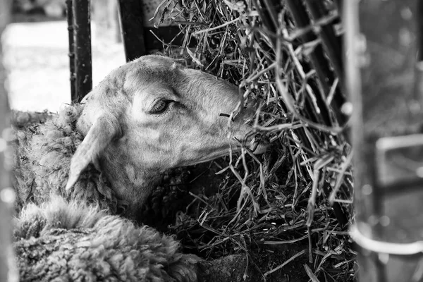 Овцы Сельском Хозяйстве Барнярды Животных Природы — стоковое фото
