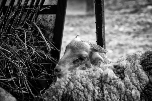 Вівці Сільській Фермі Дворикові Тварини Природа — стокове фото