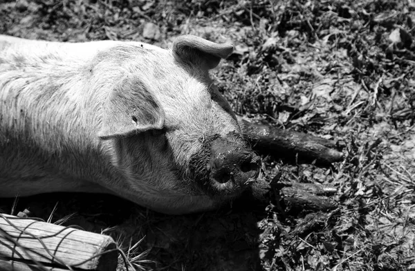 Varkens Boerderij Ingesloten Dieren Vleesindustrie — Stockfoto