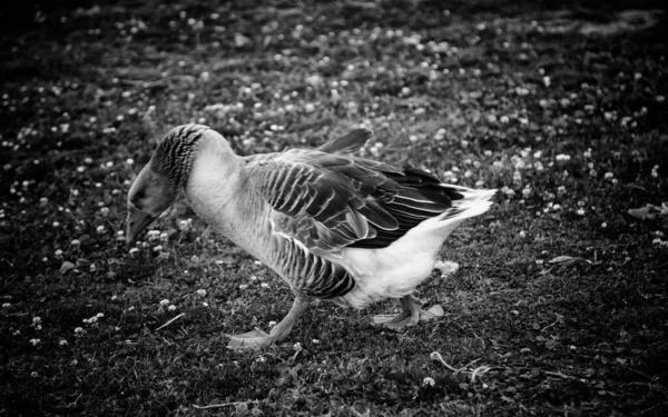 Goose in rural farm, animals and birds, nature