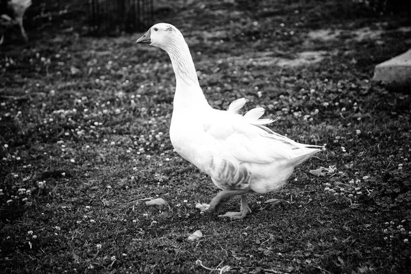 Gans Auf Dem Bauernhof Tiere Und Vögel Natur — Stockfoto