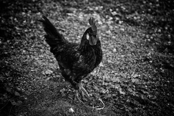 家禽の鶏 飼育下で野生の鳥 — ストック写真