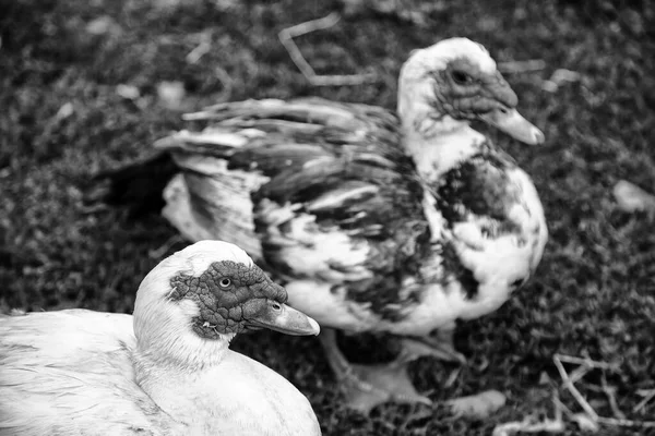 Goose in rural farm, animals and birds, nature