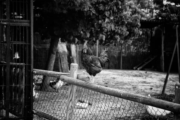 Aves Corral Aves Silvestres Cautiverio —  Fotos de Stock