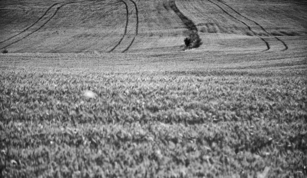 Doğal Buğday Tarlaları Peyzaj Tarım Çevre — Stok fotoğraf