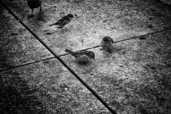 路上でスズメ 自由の鳥 — ストック写真