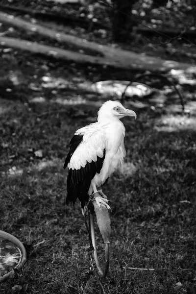 Aquila Selvatica Animali Ambiente Mammiferi — Foto Stock