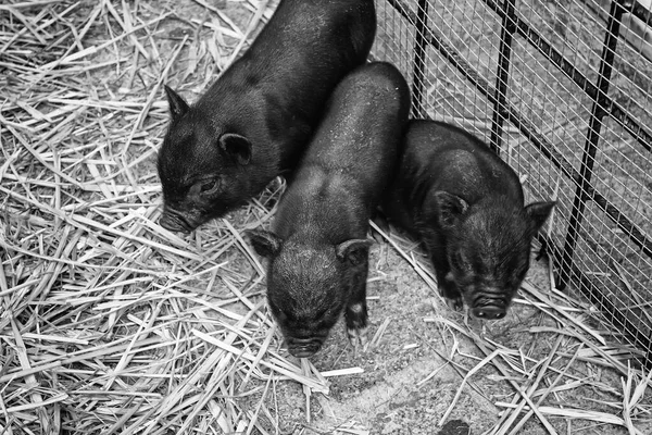 Piccoli Suini Vietnamiti Gabbia Animali Natura — Foto Stock