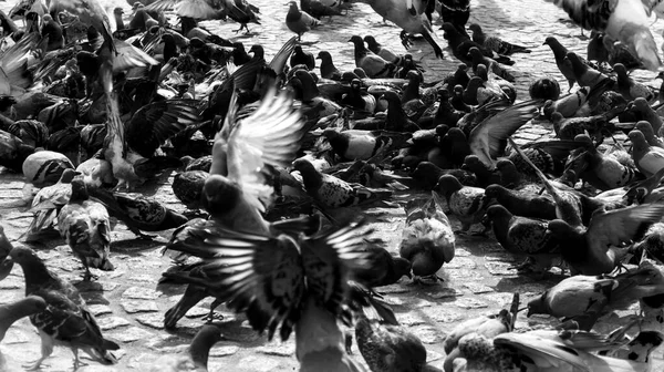 Şehir Sokaklarında Güvercinler Özgür Kuşlar Hayvanlar Manzara — Stok fotoğraf