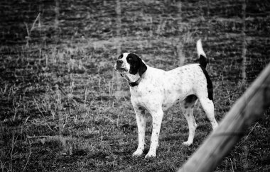 Kulübede terk edilmiş köpekler, hayvanlar.