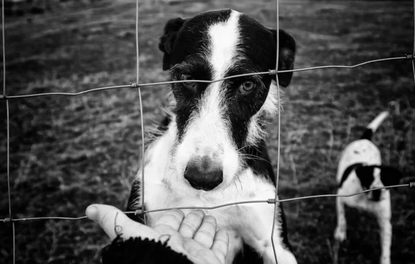 Kulübede Terk Edilmiş Köpekler Hayvanlar — Stok fotoğraf