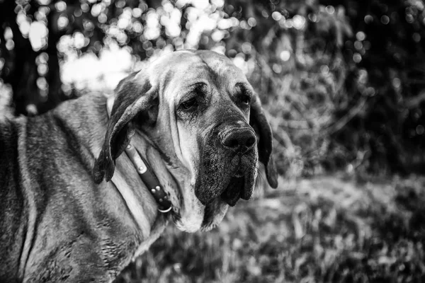 Köpek Fila Brasileiro Şirketin Köpek Bakıcısı — Stok fotoğraf