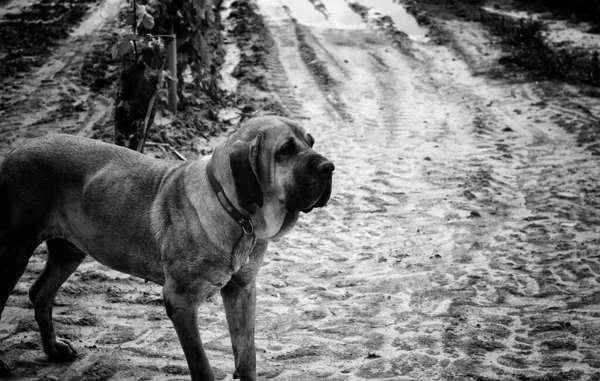 Pies Fila Brasileiro Opiekun Psów Towarzystwa — Zdjęcie stockowe