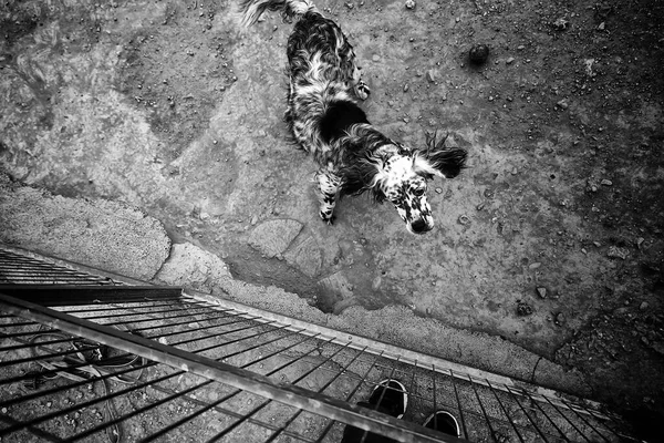 Chiens Abandonnés Dans Chenil Animaux — Photo