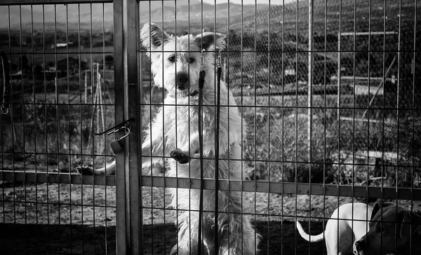 Perros Abandonados Perrera Animales —  Fotos de Stock
