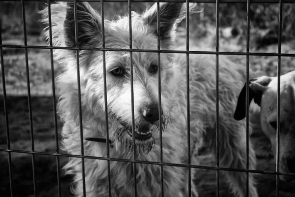 Cães Abandonados Canil Animais — Fotografia de Stock