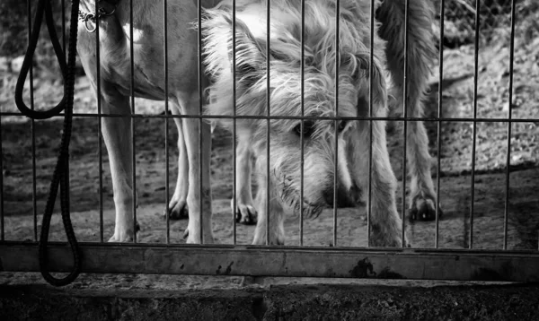 Cães Abandonados Canil Animais — Fotografia de Stock