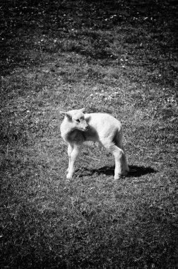 Kuzu yünü küçük çiftlik alanı parlak, hayvanlar ve doğa