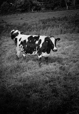 Dağ çayırlarına, hayvanlara ve doğaya inekler salıyor.