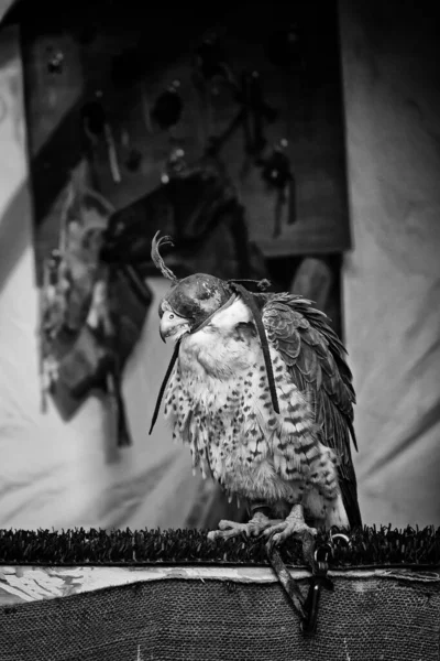 Espectáculo Aves Protegidas Con Águila Cetrería — Foto de Stock