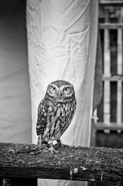 Pygmy Owl Sokolnické Show Ptáci Zvířata — Stock fotografie