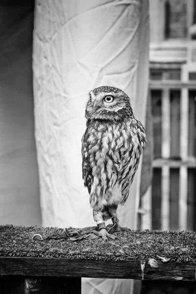 Pygmy Owl Sokolnické Show Ptáci Zvířata — Stock fotografie