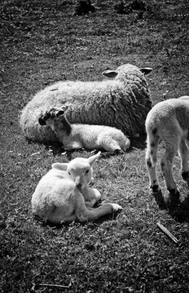 Familie Van Schapen Met Pasgeboren Lammeren Landbouwhuisdieren — Stockfoto