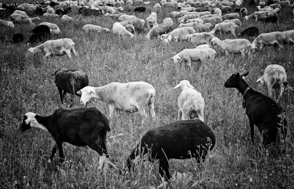 Cabras Prado Pastoreo Diferentes Colores Animales Naturaleza — Foto de Stock