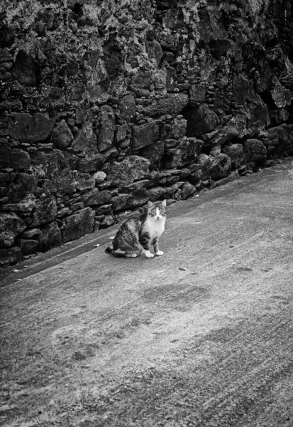 Sokaktaki Kedi Beyaz Brindle Rengi Hayvanlar Ihmal — Stok fotoğraf