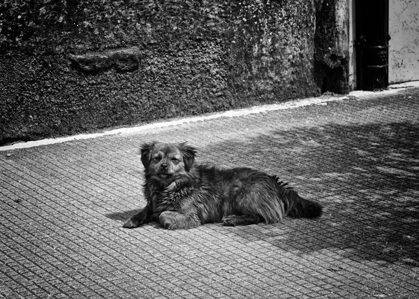 Kutya Városi Utcában Fekszik Árnyékban Állatok Szabadság — Stock Fotó