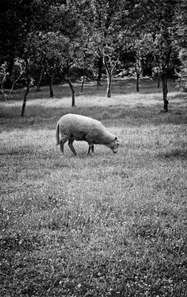 Ovce Pasoucí Pastvinách Vegetací Stromy Přírodou Zvířaty — Stock fotografie