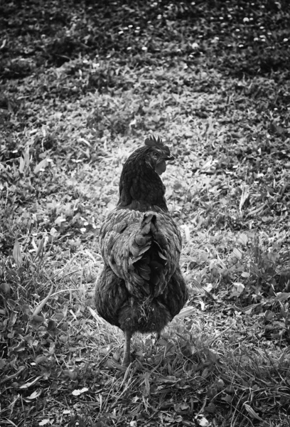 草や植生 自然と動物と緑の牧草地での鶏の羽 — ストック写真