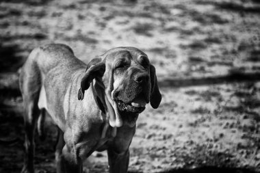 Bahçe hayvanlarının üzerinde yatan üzgün görünüşlü köpek.