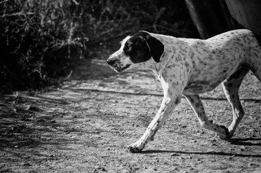 Bahçe hayvanlarının üzerinde yatan üzgün görünüşlü köpek.