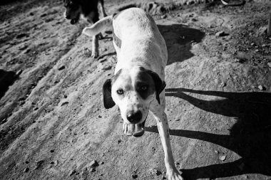 Bahçe hayvanlarının üzerinde yatan üzgün görünüşlü köpek.