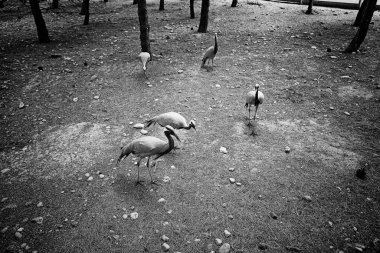 En büyük hayvanat bahçesi, tutsak hayvanlar.